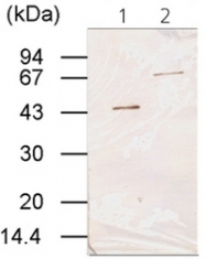 AM10224PU-N - Transglutaminase-3 (TGM3)