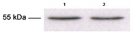 AM10229PU-N - TUBB3 / TUBB4