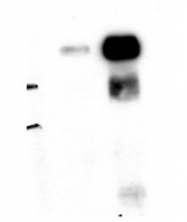AM10558PU-N - ALIX / PDCD6IP