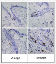 AM11009PU-N - GFP