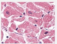AM11015SU-N - Actin beta / ACTB
