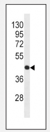 AM11015SU-N - Actin beta / ACTB