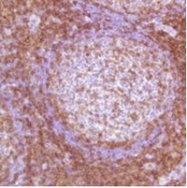 AM11105PU-S - CD4