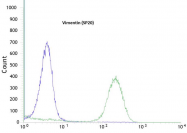 AM11201PU-S - Vimentin