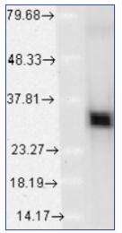 AM12018PU-S - Heme oxygenase 1 / HMOX1