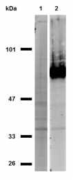 AM12065PU-N - CD44