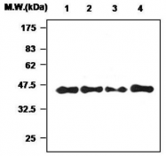 AM20107PU-N - Haptoglobin