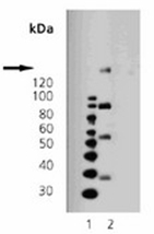 AM20169PU-N - CD140b / PDGFRB