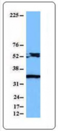 AM20410PU-S - Caspase-8 / FLICE