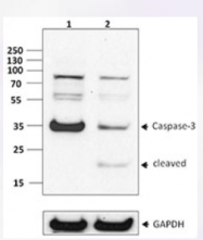 AM20420PU-S - Caspase-7