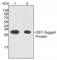 AM20779PU-L - GST-Tag