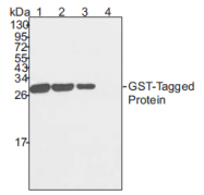 AM20779PU-L - GST-Tag