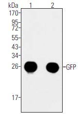 AM20782PU-S - GFP