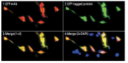 AM20782PU-S - GFP