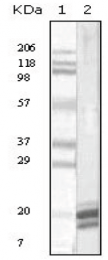 AM20852PU-N - Interleukin-1 alpha / IL-1A