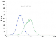 AM21046PU-M - Claudin-1 / CLDN1