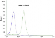 AM21047PU-M - Cadherin-2