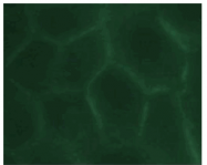 AM26012PU-N - CD66a / CEACAM1