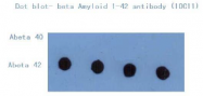 AM26394PU-L - Amyloid beta