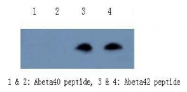 AM26394PU-L - Amyloid beta
