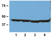 AM26073PU-M - Actin beta / ACTB