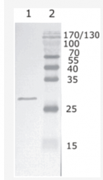 AM26088PU-N - HIV-1