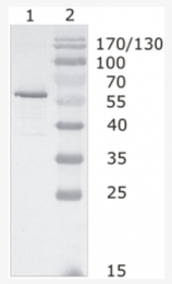 AM26089PU-N - HIV-1