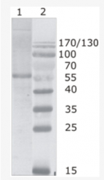 AM26090PU-N - HIV-1
