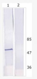AM26120PU-N - HCV NS5B