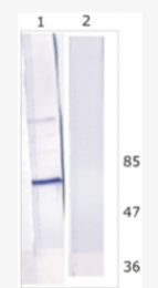 AM26122PU-N - HCV NS5B