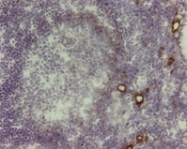 AM26204PU-N - AOC3 / VAP1
