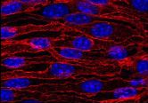 AM26286FC-N - CD144 / Cadherin-5