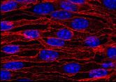 AM26286PU-N - CD144 / Cadherin-5