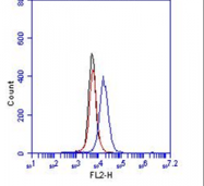 AM26286PU-N - CD144 / Cadherin-5