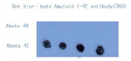 AM26393PU-L - Amyloid beta