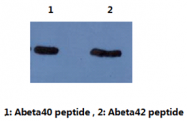 AM26415PU-L - Amyloid beta