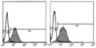 AM26428AF-N - CD29 / Integrin beta-1
