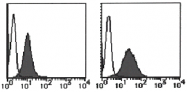 AM26428RP-N - CD29 / Integrin beta-1