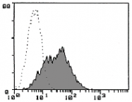 AM26431AF-N - Mesothelin