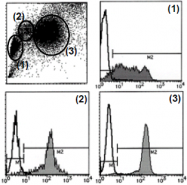 AM26433AF-N - CD43 / Leukosialin