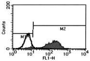 AM26434FC-N - CD178 / Fas Ligand