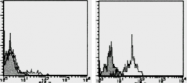 AM26437RP-N - CD191 / CCR1