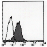 AM26444BT-N - Podocalyxin / PODXL