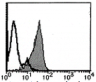 AM26444FC-N - Podocalyxin / PODXL