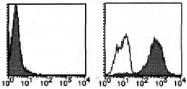 AM26444RP-N - Podocalyxin / PODXL