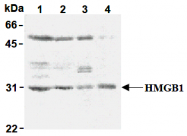 AM26447AF-N - HMGB1