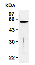 AM26458AF-N - Vimentin