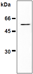 AM26460AF-N - Vimentin