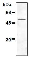 AM26461AF-N - Vimentin