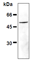 AM26464AF-N - Vimentin